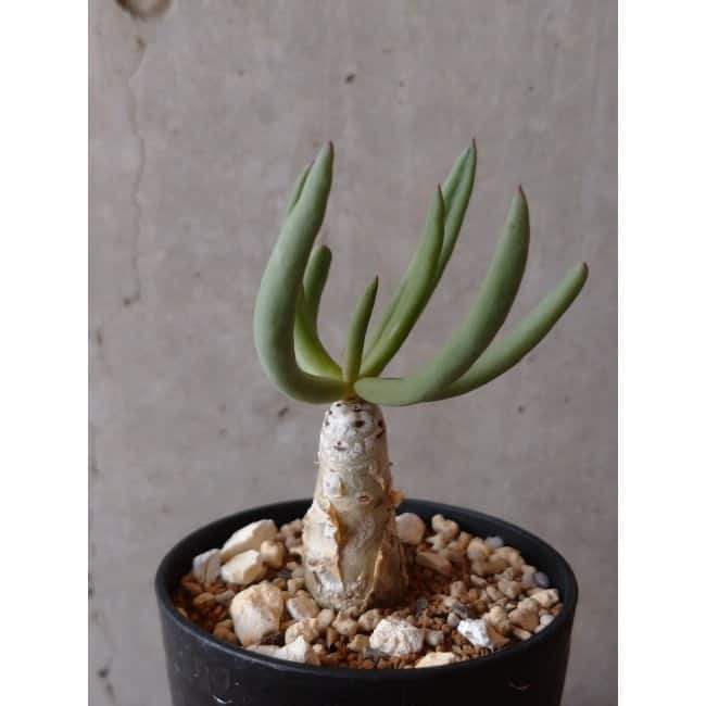 【現品限り】チレコドン・フィロポディウム e122 202112 Tylecodon