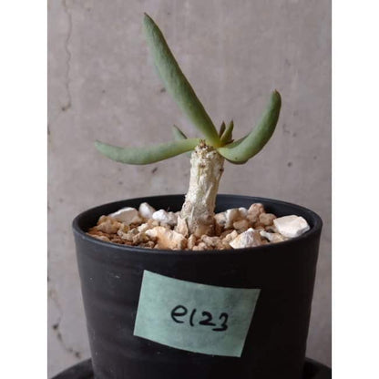 【現品限り】チレコドン・フィロポディウム e123 202112 Tylecodon