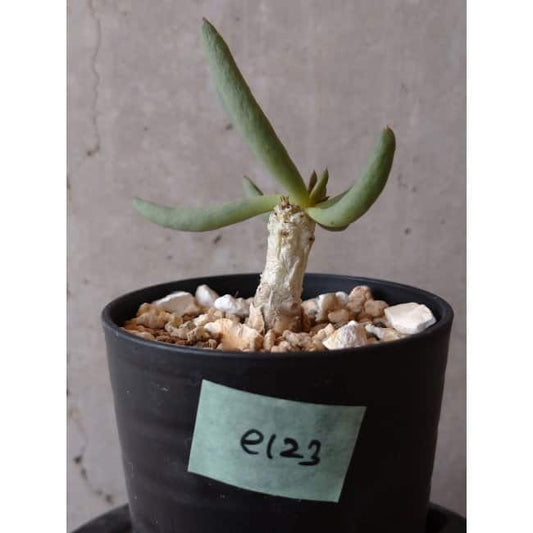 【現品限り】チレコドン・フィロポディウム e123 202112 Tylecodon