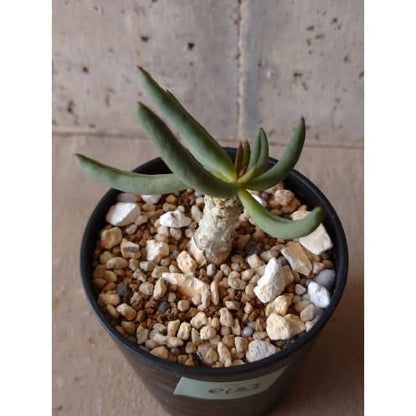 【現品限り】チレコドン・フィロポディウム e123 202112 Tylecodon