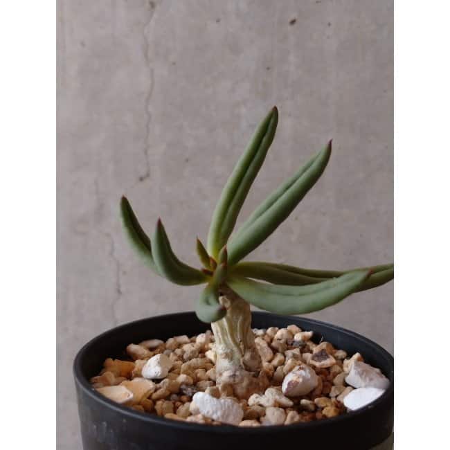 【現品限り】チレコドン・フィロポディウム e123 202112 Tylecodon