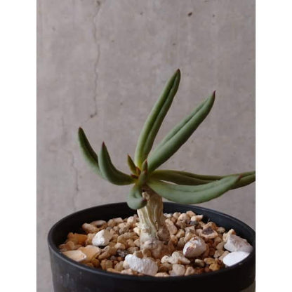 【現品限り】チレコドン・フィロポディウム e123 202112 Tylecodon