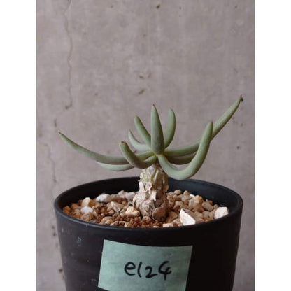 【現品限り】チレコドン・フィロポディウム e124 202112 Tylecodon