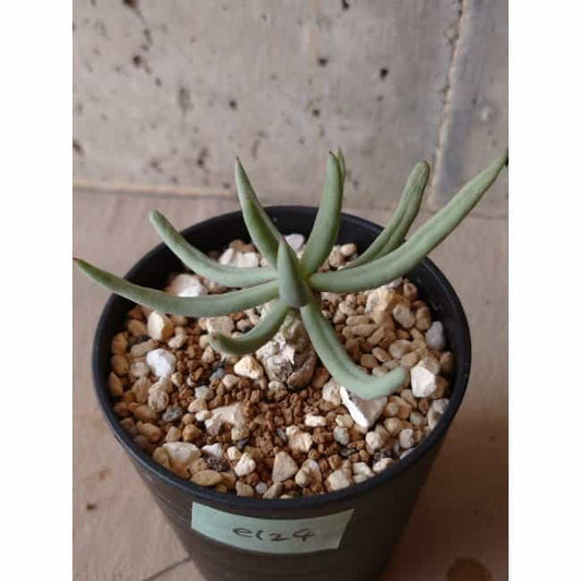 【現品限り】チレコドン・フィロポディウム e124 202112 Tylecodon