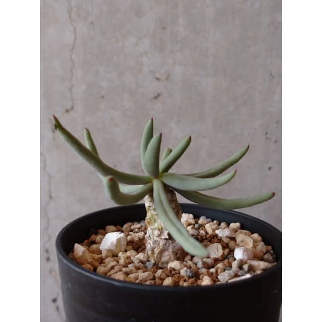 【現品限り】チレコドン・フィロポディウム e124 202112 Tylecodon