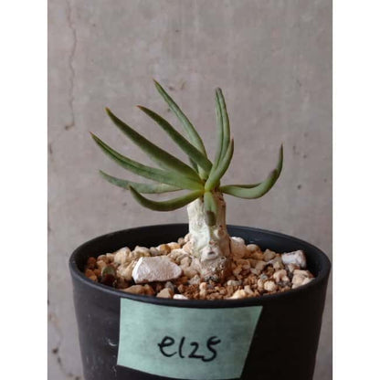 【現品限り】チレコドン・フィロポディウム e125 202112 Tylecodon