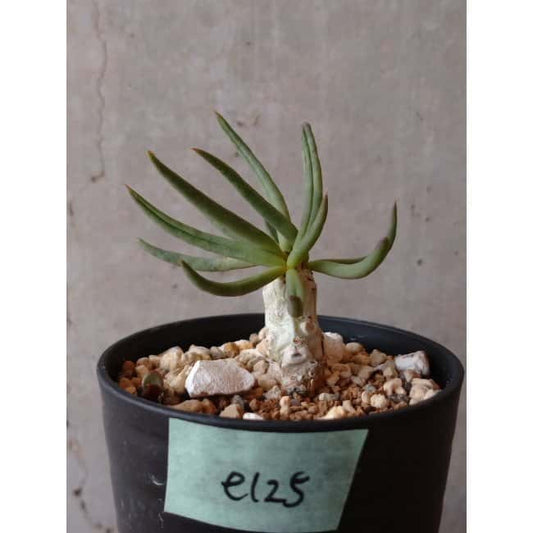 【現品限り】チレコドン・フィロポディウム e125 202112 Tylecodon