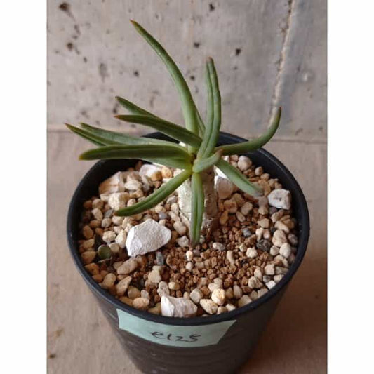 【現品限り】チレコドン・フィロポディウム e125 202112 Tylecodon