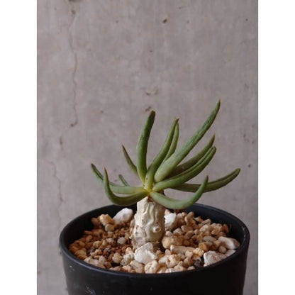 【現品限り】チレコドン・フィロポディウム e125 202112 Tylecodon