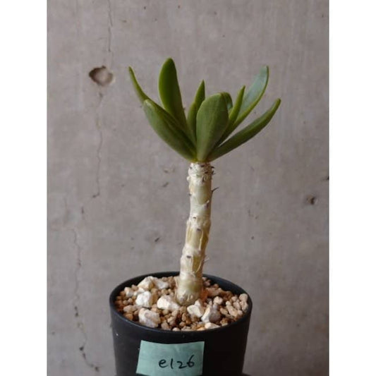 【現品限り】チレコドン グランディフロールス e126 202112 Tylecodon