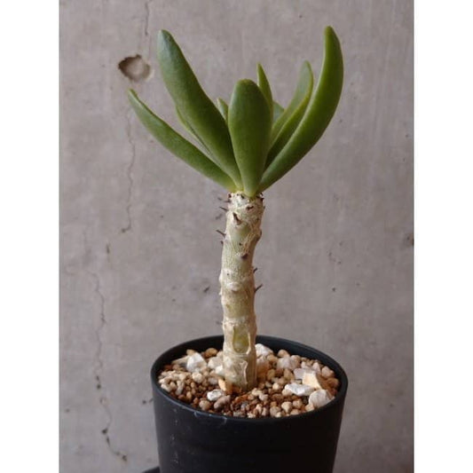 【現品限り】チレコドン グランディフロールス e126 202112 Tylecodon