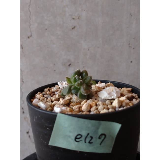 【現品限り】チレコドン レウコスリクス e127 202112 Tylecodon