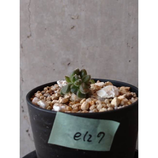 【現品限り】チレコドン レウコスリクス e127 202112 Tylecodon