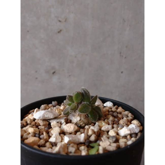 【現品限り】チレコドン レウコスリクス e127 202112 Tylecodon