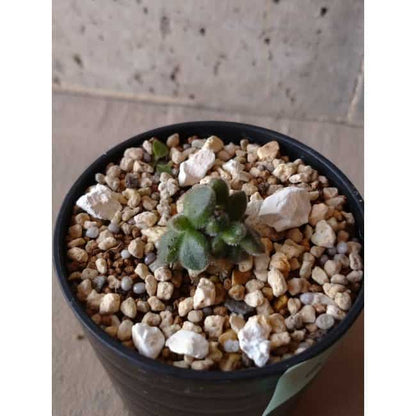 【現品限り】チレコドン レウコスリクス e127 202112 Tylecodon