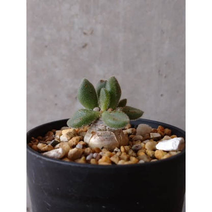 【現品限り】チレコドン レウコスリクス e128 202112 Tylecodon