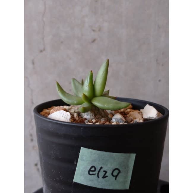 【現品限り】チレコドン 万物想 e129 202112 Tylecodon