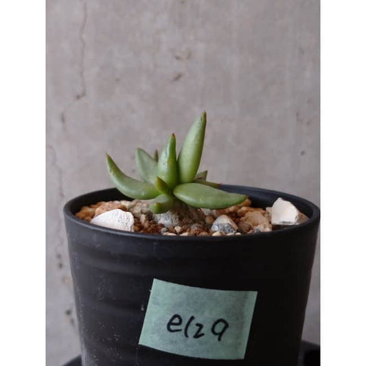 【現品限り】チレコドン 万物想 e129 202112 Tylecodon