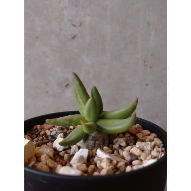 【現品限り】チレコドン 万物想 e129 202112 Tylecodon