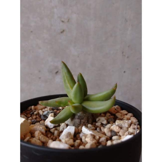 【現品限り】チレコドン 万物想 e129 202112 Tylecodon