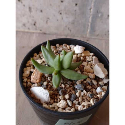 【現品限り】チレコドン 万物想 e129 202112 Tylecodon