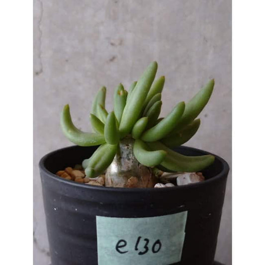 【現品限り】チレコドン 万物想 e130 202112 Tylecodon