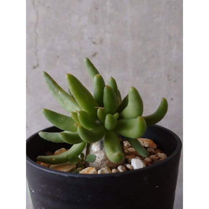 【現品限り】チレコドン 万物想 e130 202112 Tylecodon