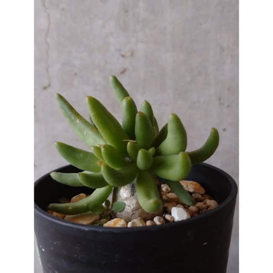 【現品限り】チレコドン 万物想 e130 202112 Tylecodon