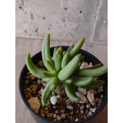 【現品限り】チレコドン 万物想 e130 202112 Tylecodon