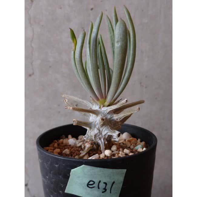 【現品限り】チレコドン ワリチー e131 202112 Tylecodon