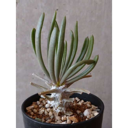 【現品限り】チレコドン ワリチー e131 202112 Tylecodon