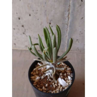 【現品限り】チレコドン ワリチー e131 202112 Tylecodon