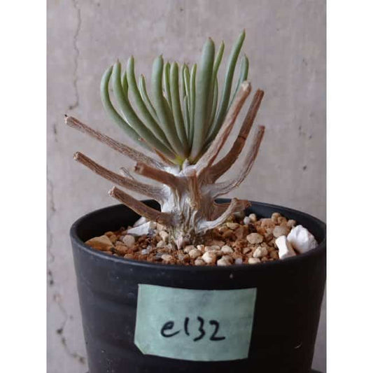 【現品限り】チレコドン ワリチー e132 202112 Tylecodon