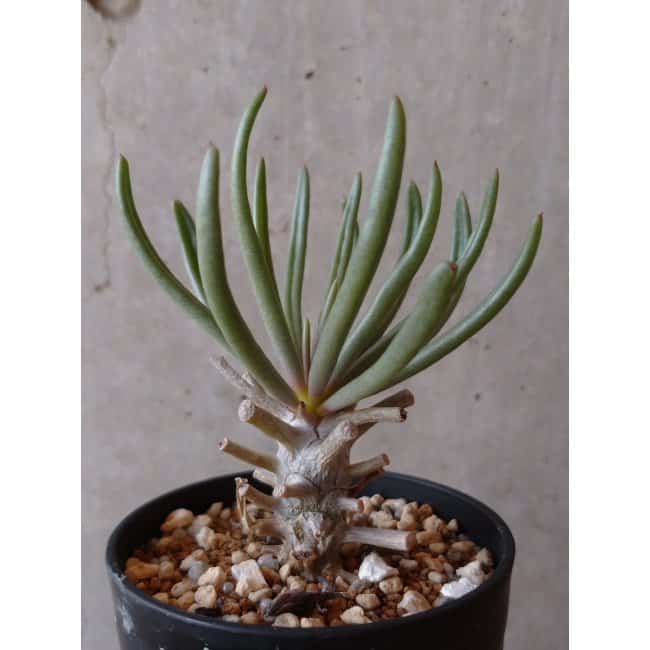 【現品限り】チレコドン ワリチー e133 202112 Tylecodon