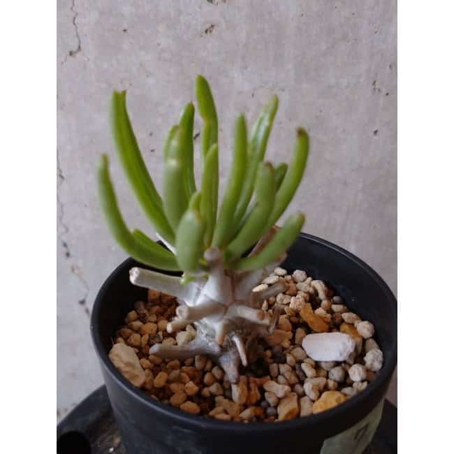 【現品限り】チレコドン ワリチー e134 202112 Tylecodon