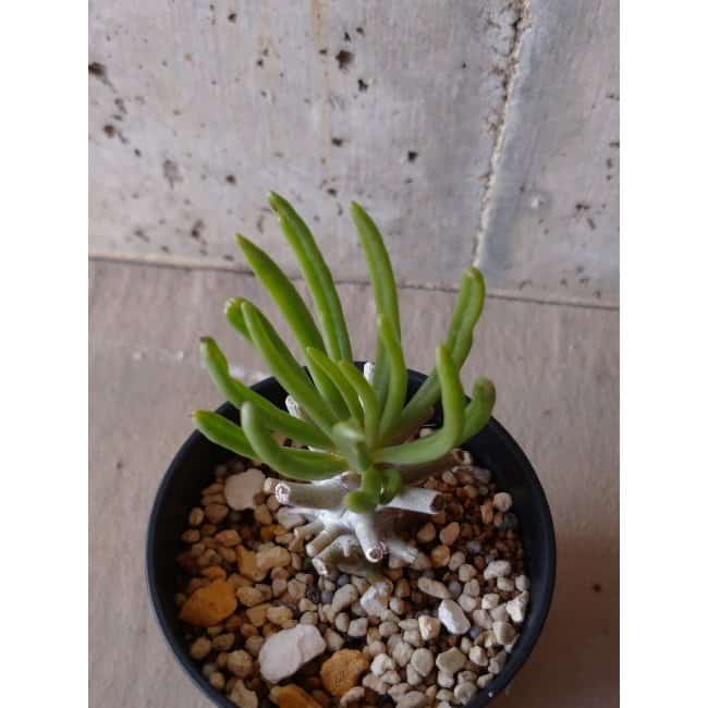 【現品限り】チレコドン ワリチー e134 202112 Tylecodon