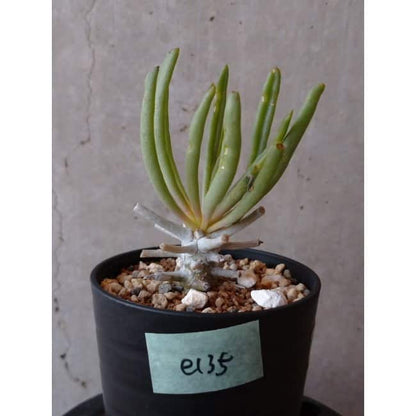 【現品限り】チレコドン ワリチー e135 202112 Tylecodon