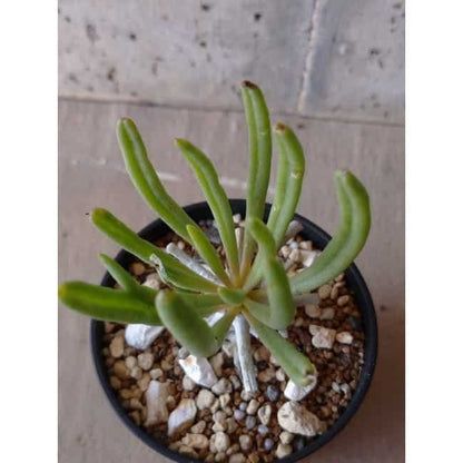 【現品限り】チレコドン ワリチー e135 202112 Tylecodon