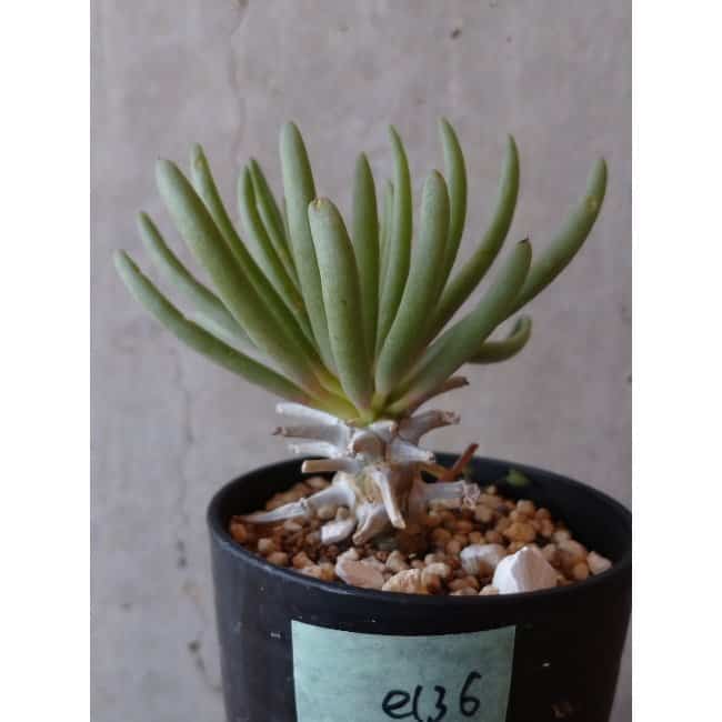 【現品限り】チレコドン ワリチー e136 202112 Tylecodon