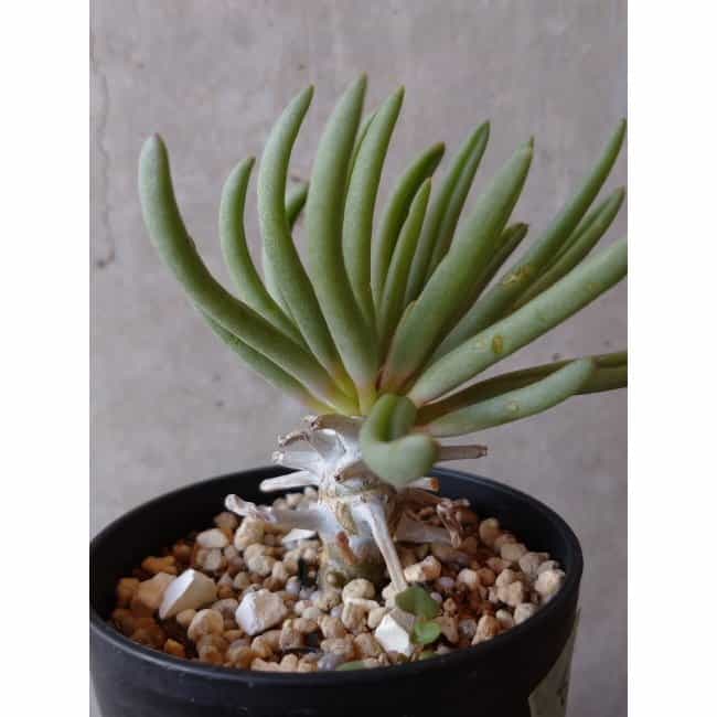 【現品限り】チレコドン ワリチー e136 202112 Tylecodon