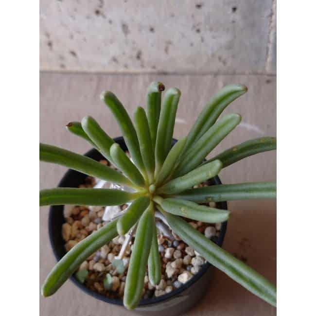 【現品限り】チレコドン ワリチー e136 202112 Tylecodon