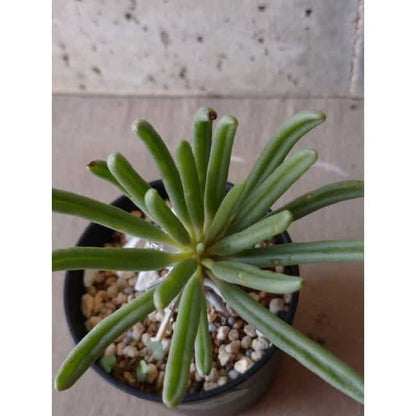 【現品限り】チレコドン ワリチー e136 202112 Tylecodon