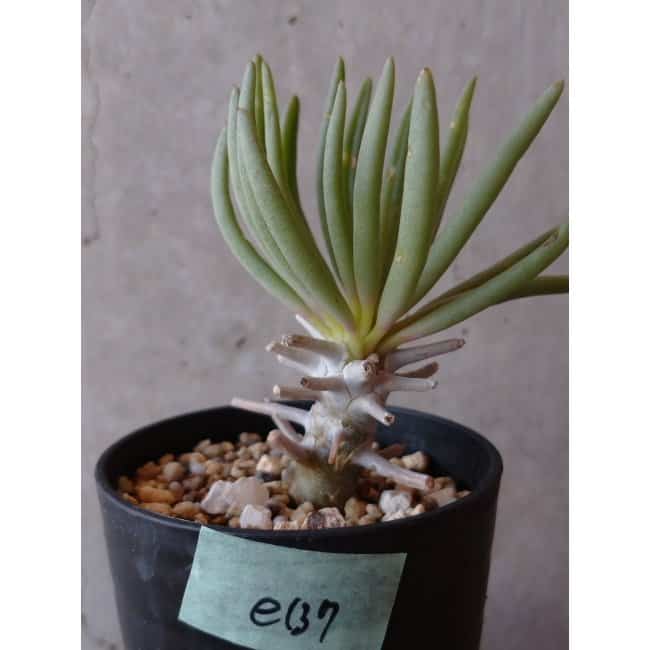 【現品限り】チレコドン ワリチー e137 202112 Tylecodon