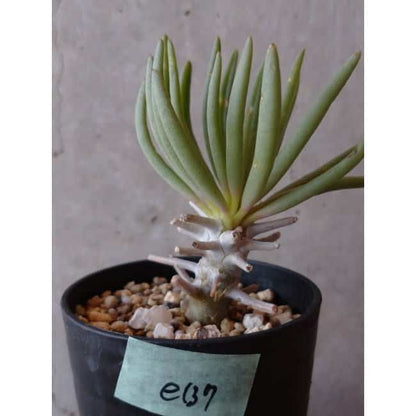 【現品限り】チレコドン ワリチー e137 202112 Tylecodon
