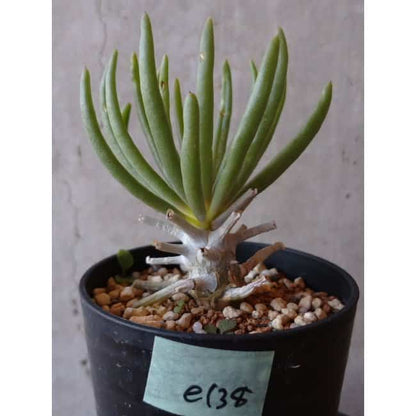 【現品限り】チレコドン ワリチー e138 202112 Tylecodon