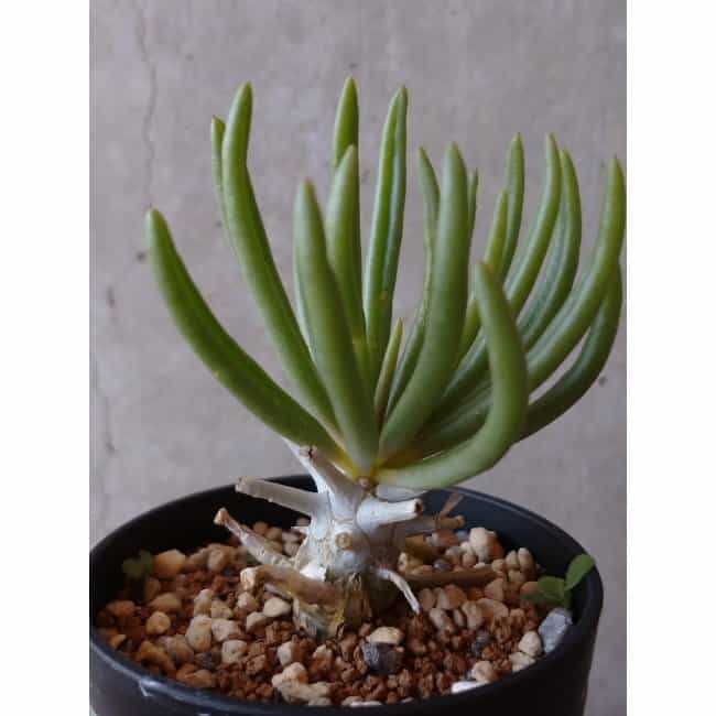 【現品限り】チレコドン ワリチー e138 202112 Tylecodon