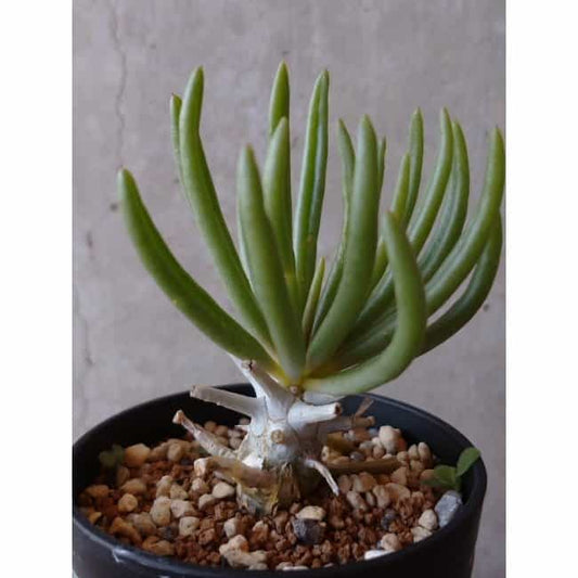 【現品限り】チレコドン ワリチー e138 202112 Tylecodon