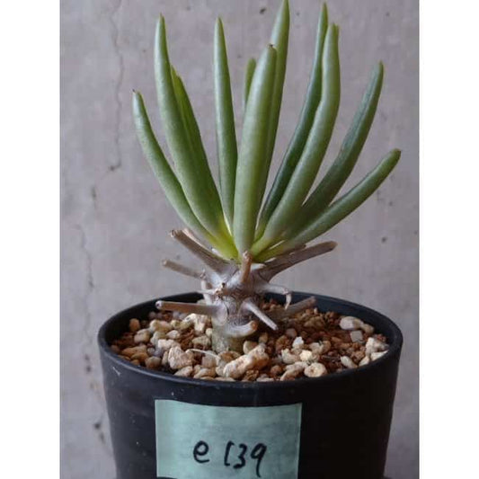 【現品限り】チレコドン ワリチー e139 202112 Tylecodon