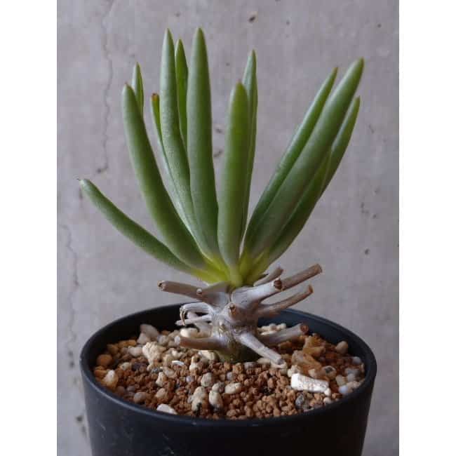 【現品限り】チレコドン ワリチー e139 202112 Tylecodon