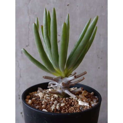 【現品限り】チレコドン ワリチー e139 202112 Tylecodon